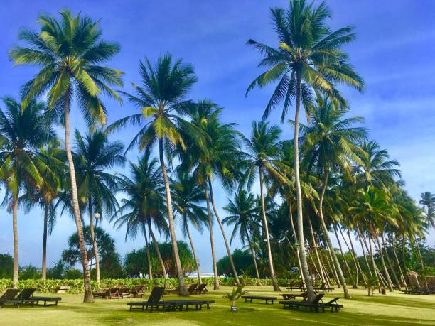 Tall tropical trees at a serene and call spot on Bentota beach, Srilanka.