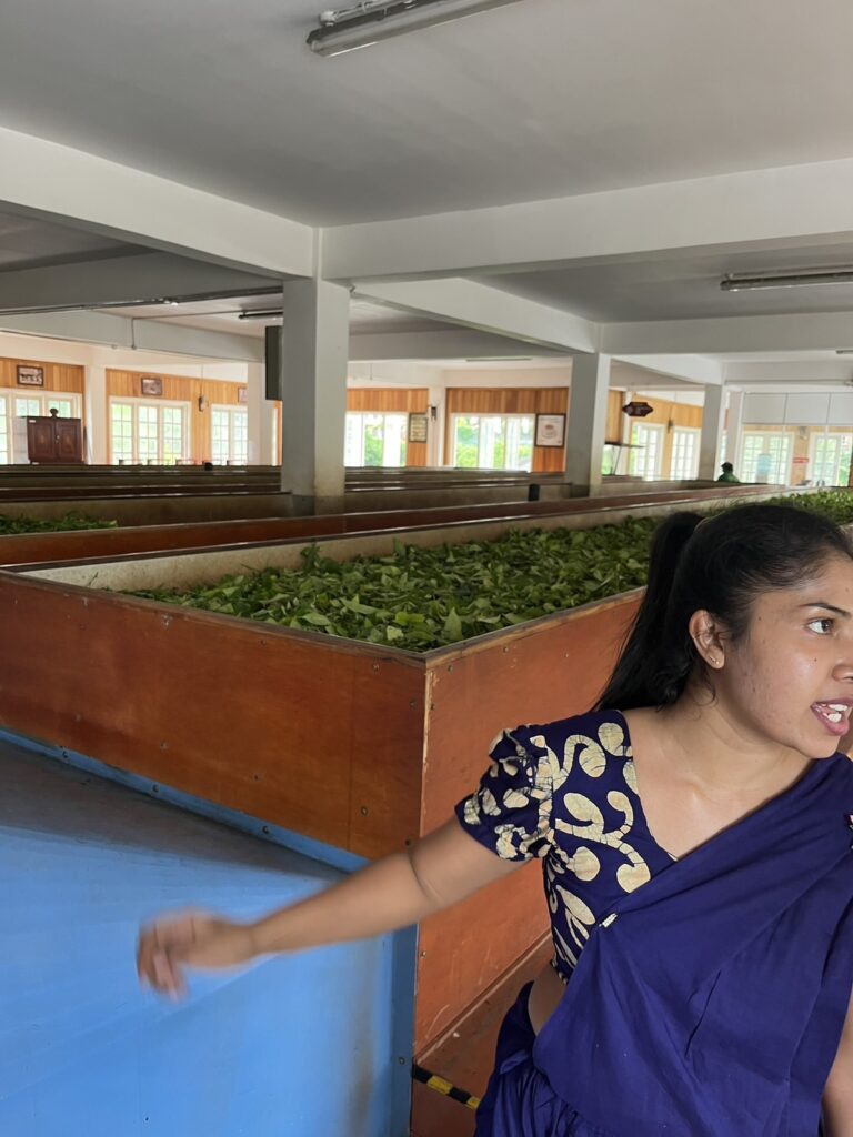 ギラガマ茶園（Giragama Tea Factory）で日本語で解説してくれる方